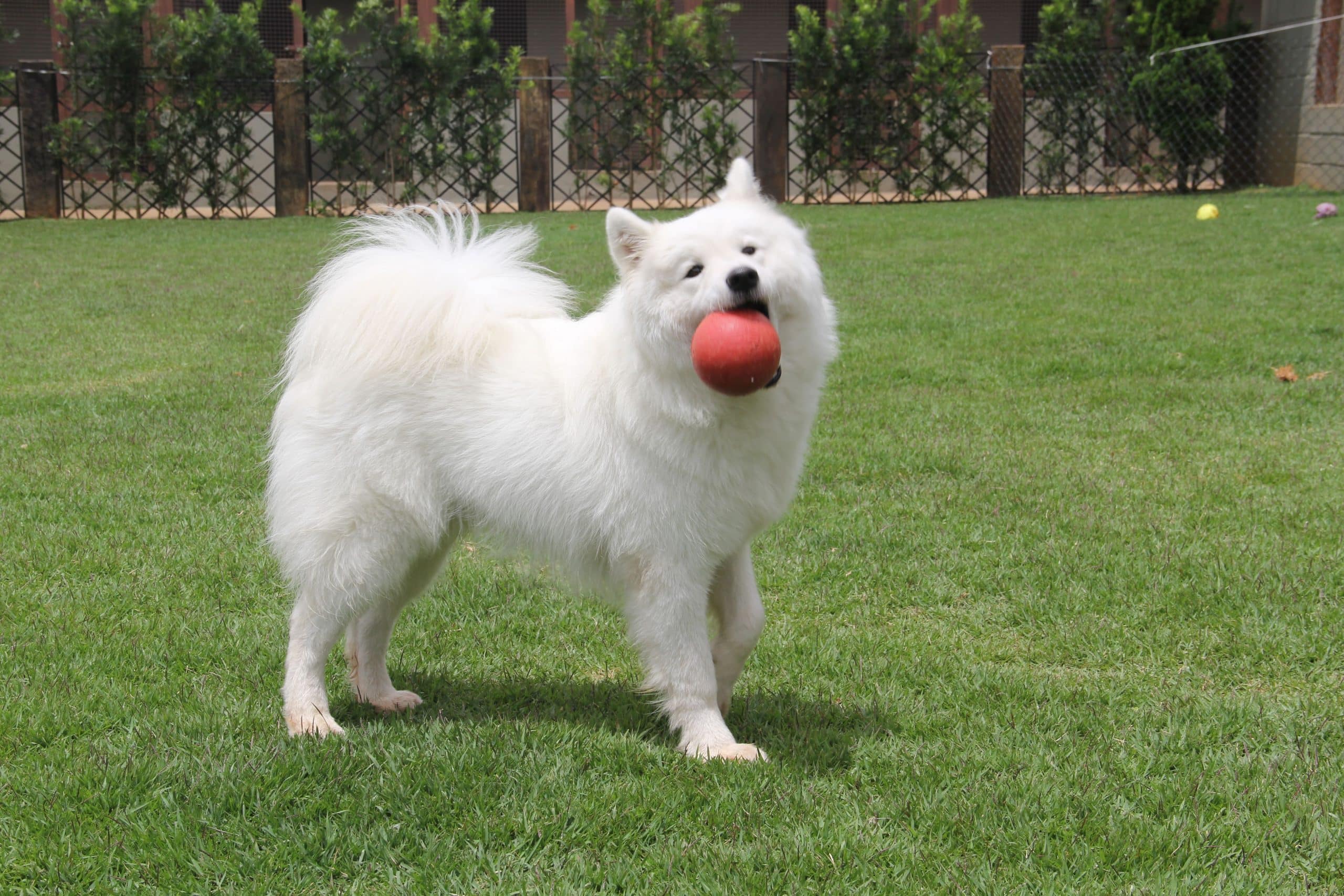 ESPAÇOS PET FRIENDLY